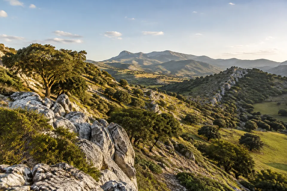Paisaje de lomas, encinas y roca caliza cerca de Ronda